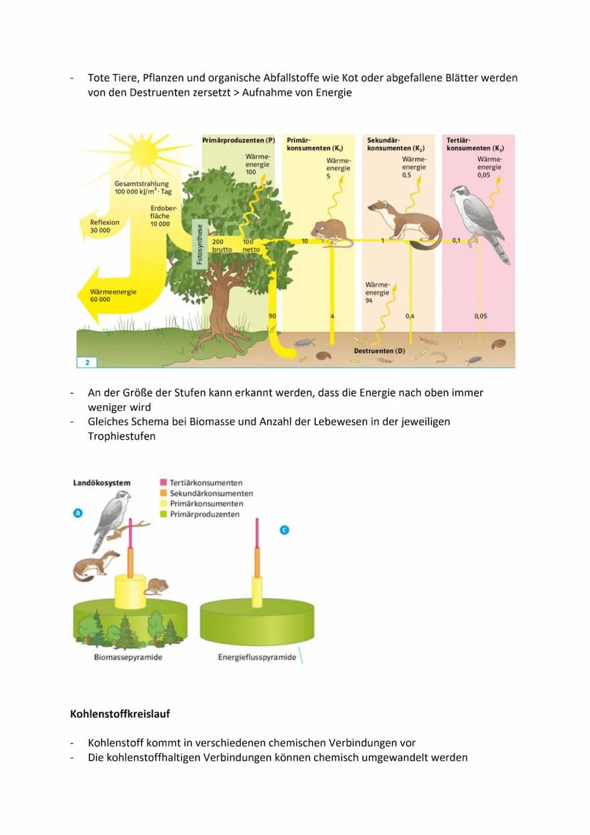 Aufbau und Einteilung von Ökosystemen
Produzenten: Organismen, die Photosynthese betreiben und aus Kohlenstoffdioxid und
Wasser energiereich