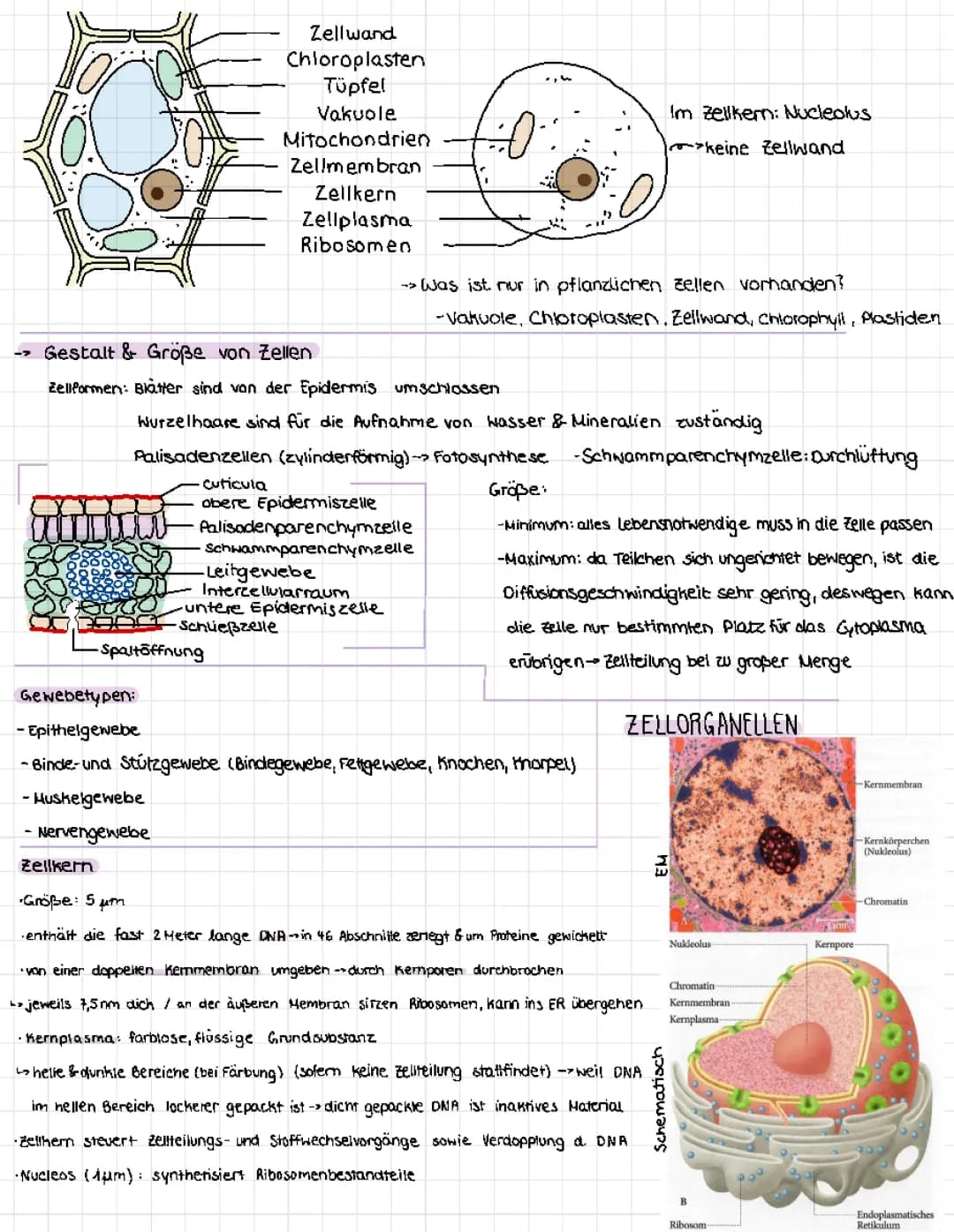 Zellorganellen im Überblick