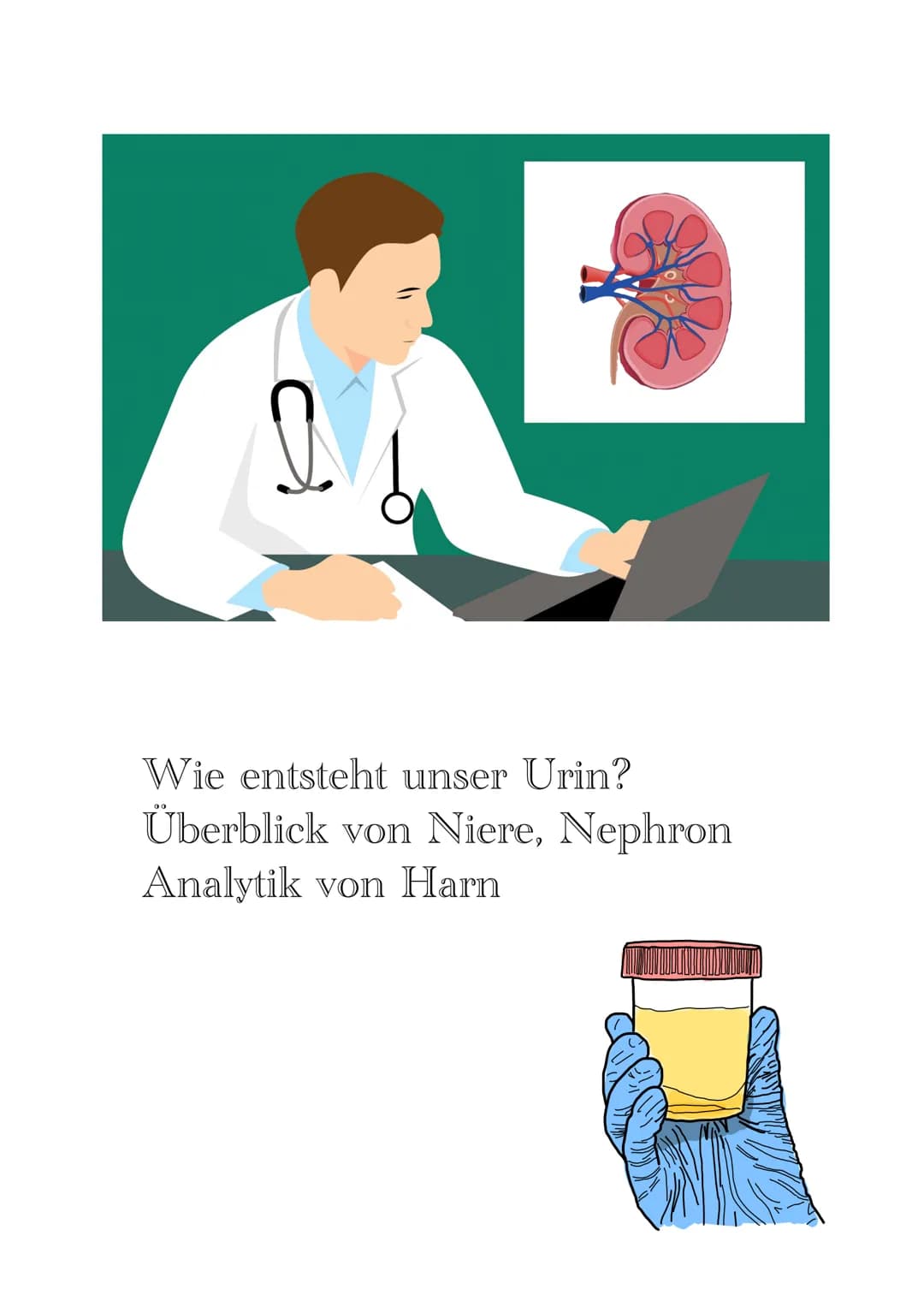 Wie entsteht unser Urin?
Überblick von Niere, Nephron
Analytik von Harn >> Inhaltsverzeichnis >>
| Harnsystem und Niere.
2 Wie wird Urin her