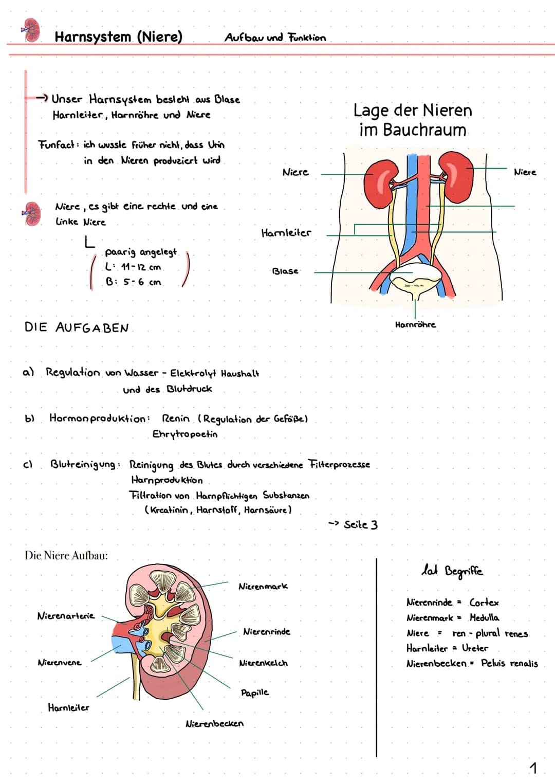 Wie entsteht unser Urin?
Überblick von Niere, Nephron
Analytik von Harn >> Inhaltsverzeichnis >>
| Harnsystem und Niere.
2 Wie wird Urin her