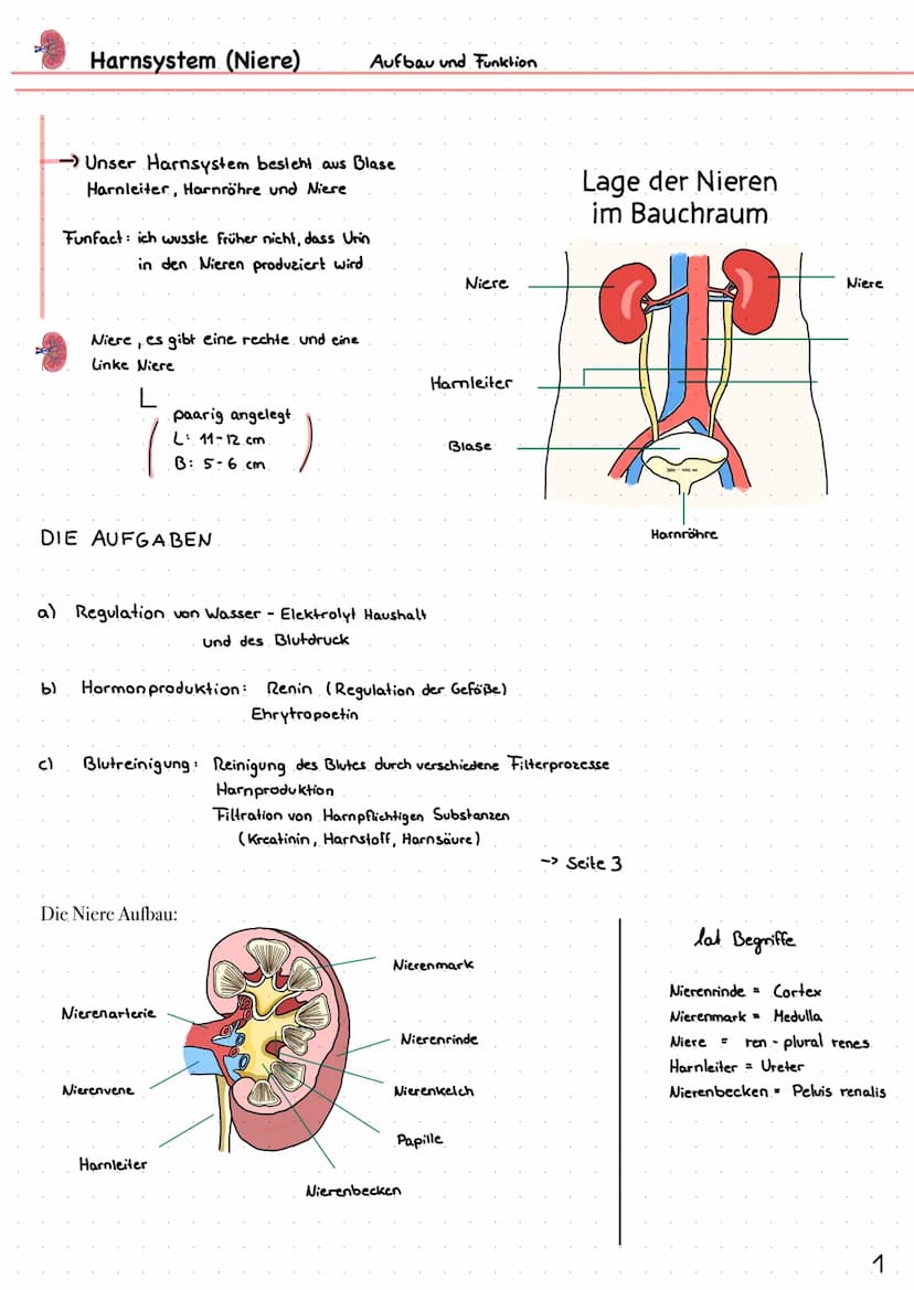 Wie entsteht unser Urin?
Überblick von Niere, Nephron
Analytik von Harn >> Inhaltsverzeichnis >>
| Harnsystem und Niere.
2 Wie wird Urin her