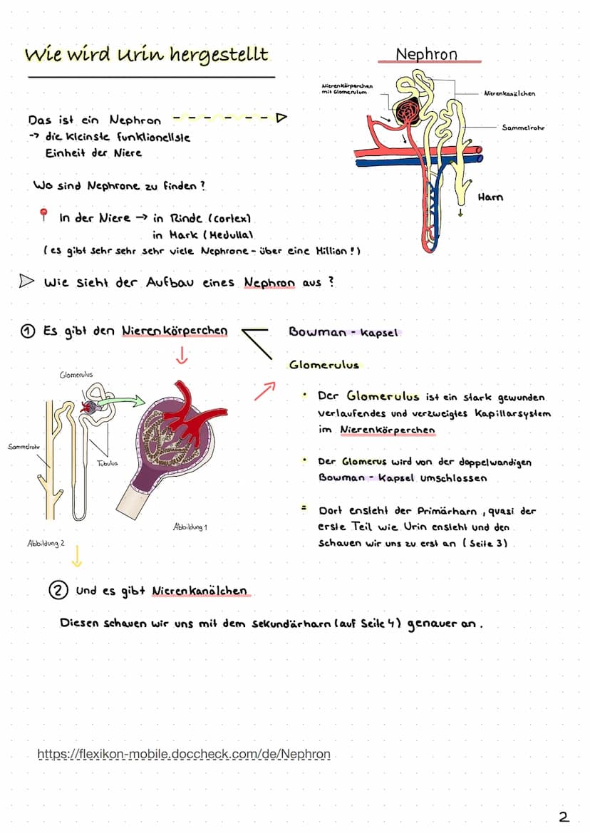 Wie entsteht unser Urin?
Überblick von Niere, Nephron
Analytik von Harn >> Inhaltsverzeichnis >>
| Harnsystem und Niere.
2 Wie wird Urin her