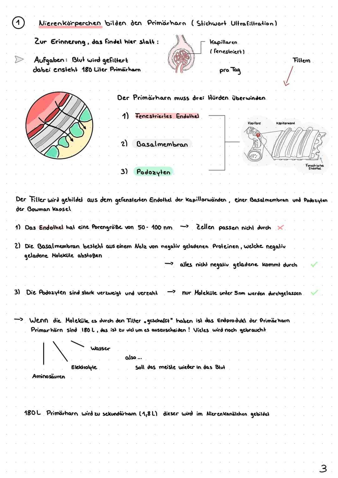 Wie entsteht unser Urin?
Überblick von Niere, Nephron
Analytik von Harn >> Inhaltsverzeichnis >>
| Harnsystem und Niere.
2 Wie wird Urin her