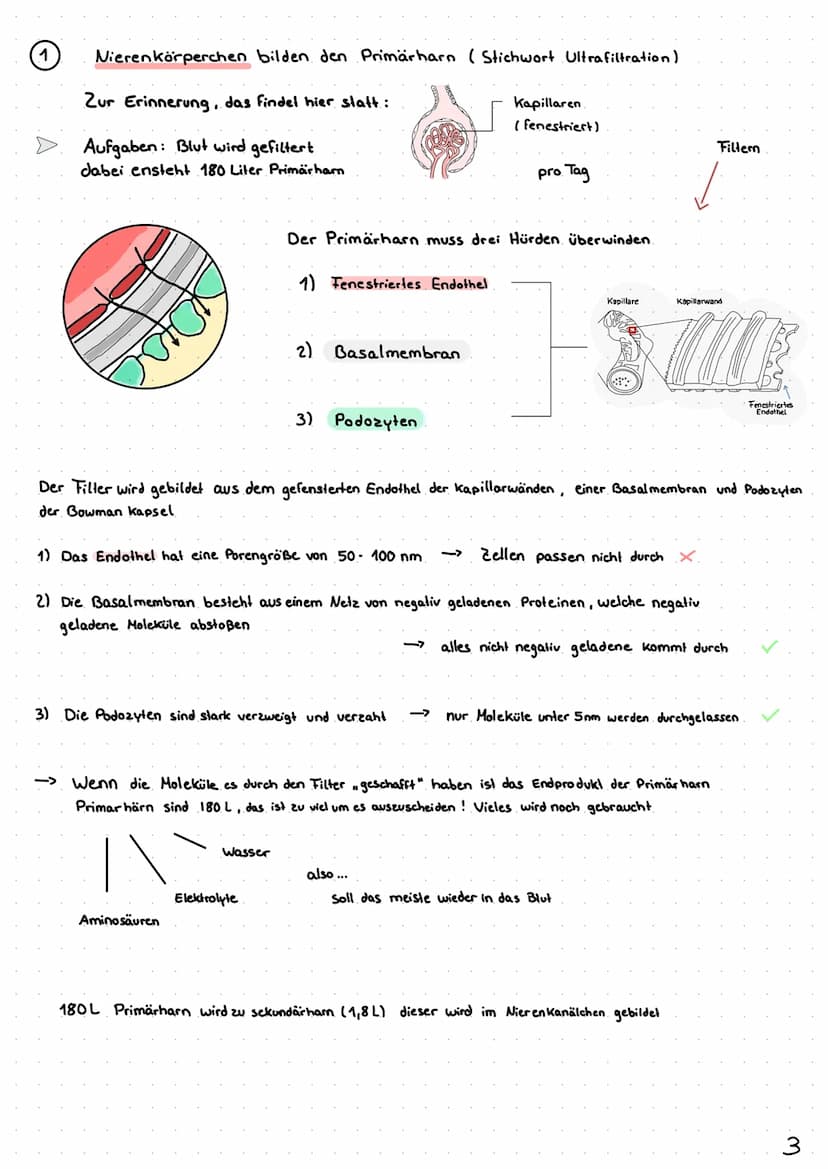 Wie entsteht unser Urin?
Überblick von Niere, Nephron
Analytik von Harn >> Inhaltsverzeichnis >>
| Harnsystem und Niere.
2 Wie wird Urin her