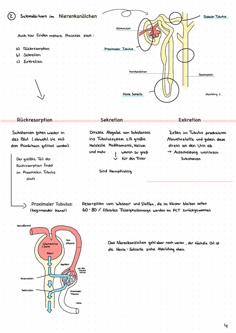 Wie entsteht unser Urin?
Überblick von Niere, Nephron
Analytik von Harn >> Inhaltsverzeichnis >>
| Harnsystem und Niere.
2 Wie wird Urin her