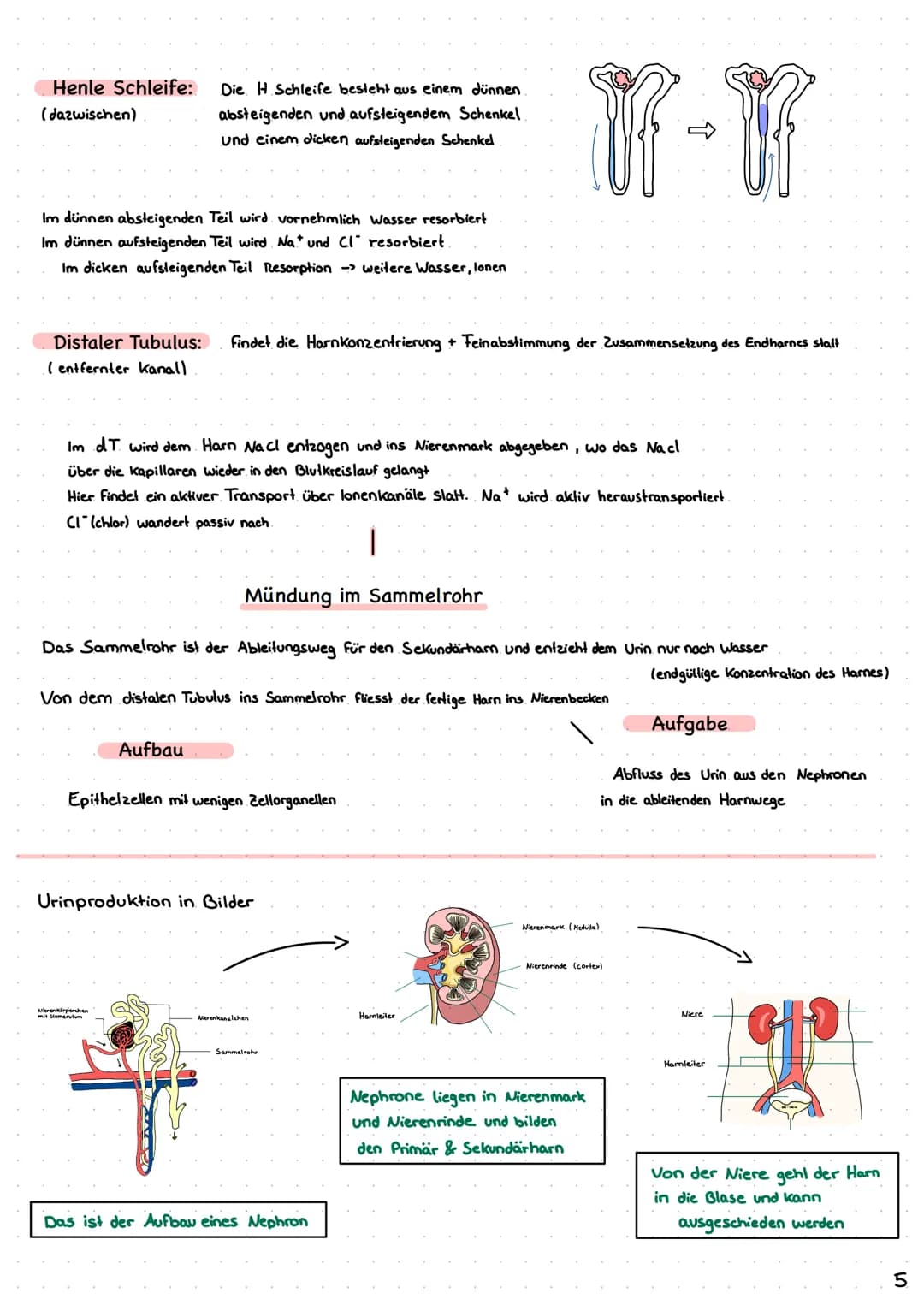 Wie entsteht unser Urin?
Überblick von Niere, Nephron
Analytik von Harn >> Inhaltsverzeichnis >>
| Harnsystem und Niere.
2 Wie wird Urin her