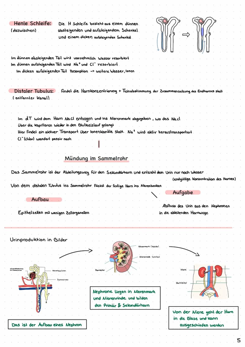 Wie entsteht unser Urin?
Überblick von Niere, Nephron
Analytik von Harn >> Inhaltsverzeichnis >>
| Harnsystem und Niere.
2 Wie wird Urin her