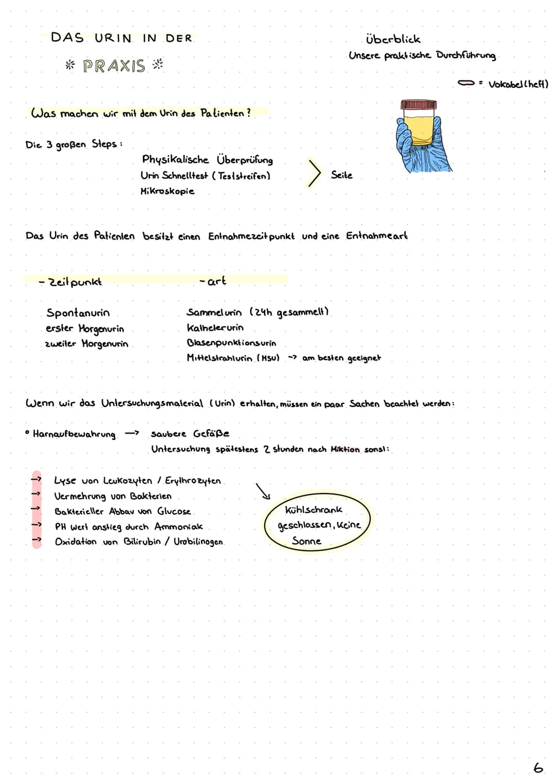 Wie entsteht unser Urin?
Überblick von Niere, Nephron
Analytik von Harn >> Inhaltsverzeichnis >>
| Harnsystem und Niere.
2 Wie wird Urin her