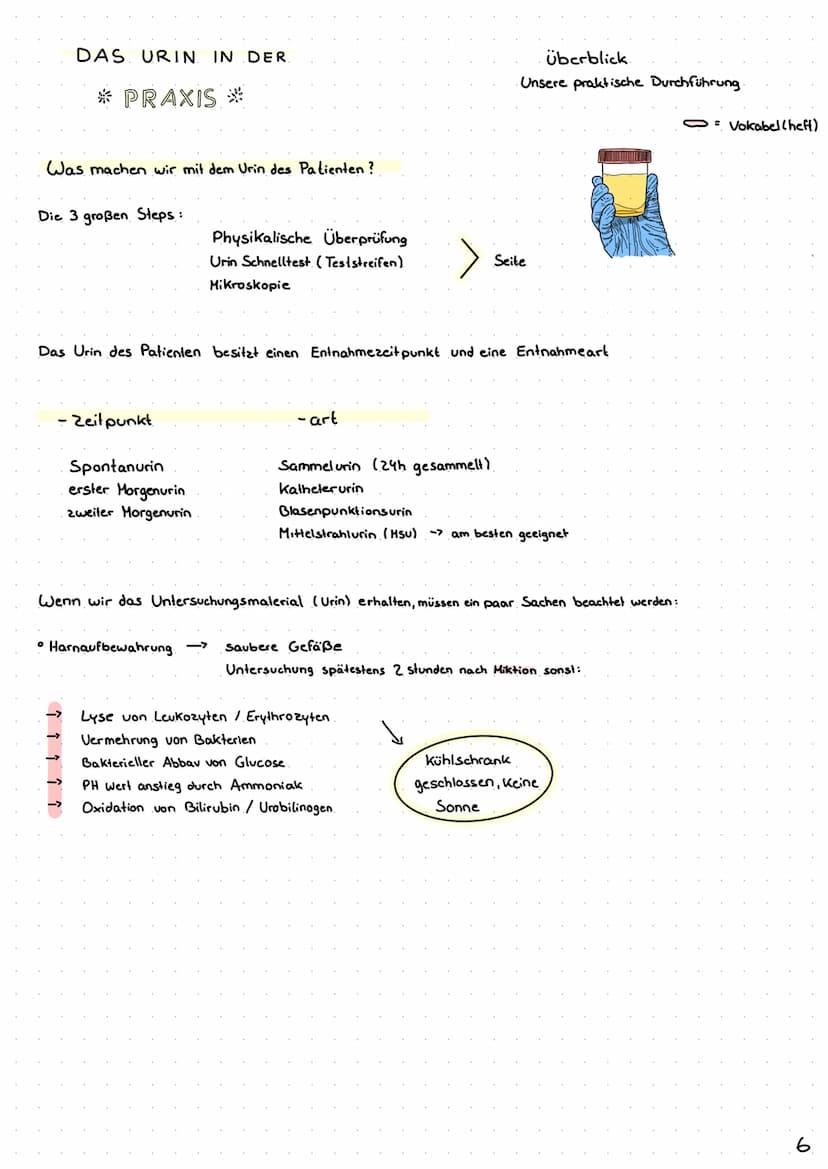 Wie entsteht unser Urin?
Überblick von Niere, Nephron
Analytik von Harn >> Inhaltsverzeichnis >>
| Harnsystem und Niere.
2 Wie wird Urin her
