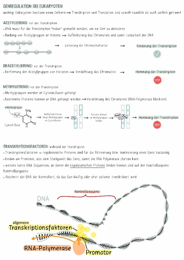 Know Genregulation bei Eukaryoten thumbnail