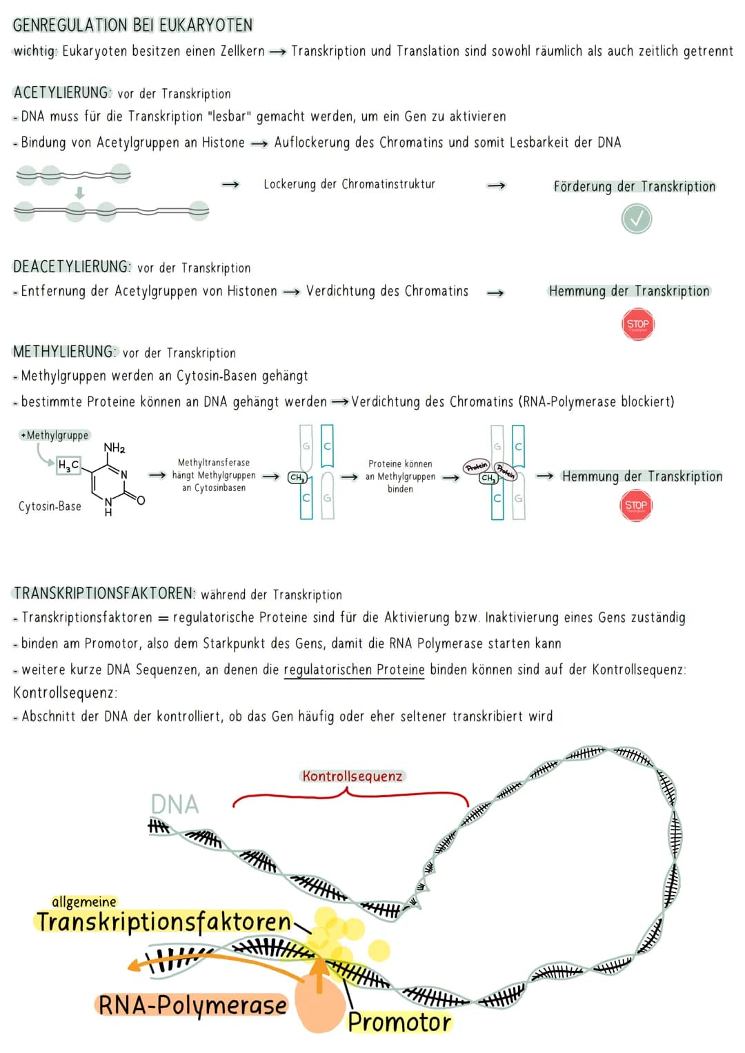 GENREGULATION
BEI EUKARYOTEN
wichtig: Eukaryoten besitzen einen Zellkern → Transkription und Translation sind sowohl räumlich als auch zeitl