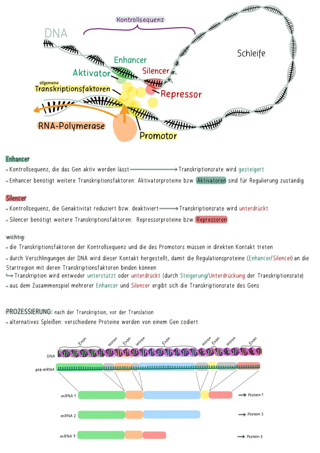 GENREGULATION
BEI EUKARYOTEN
wichtig: Eukaryoten besitzen einen Zellkern → Transkription und Translation sind sowohl räumlich als auch zeitl