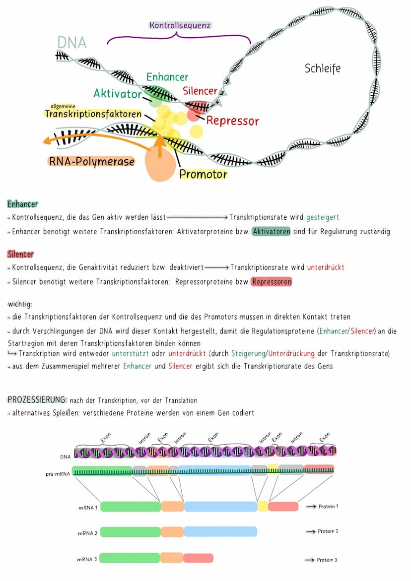 GENREGULATION
BEI EUKARYOTEN
wichtig: Eukaryoten besitzen einen Zellkern → Transkription und Translation sind sowohl räumlich als auch zeitl