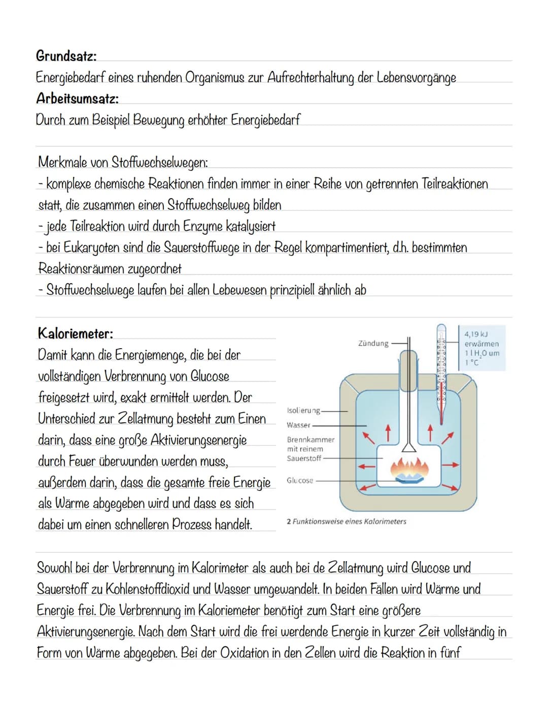  Hämoglobin
Das Protein Hämoglobin ist in den Erythrozyten enthalten, die dafür sorgen, dass eine größere
Menge Sauerstoff transportiert wer