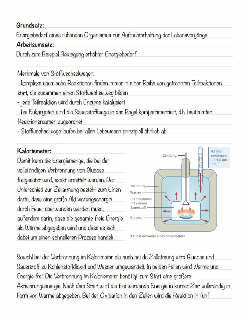  Hämoglobin
Das Protein Hämoglobin ist in den Erythrozyten enthalten, die dafür sorgen, dass eine größere
Menge Sauerstoff transportiert wer