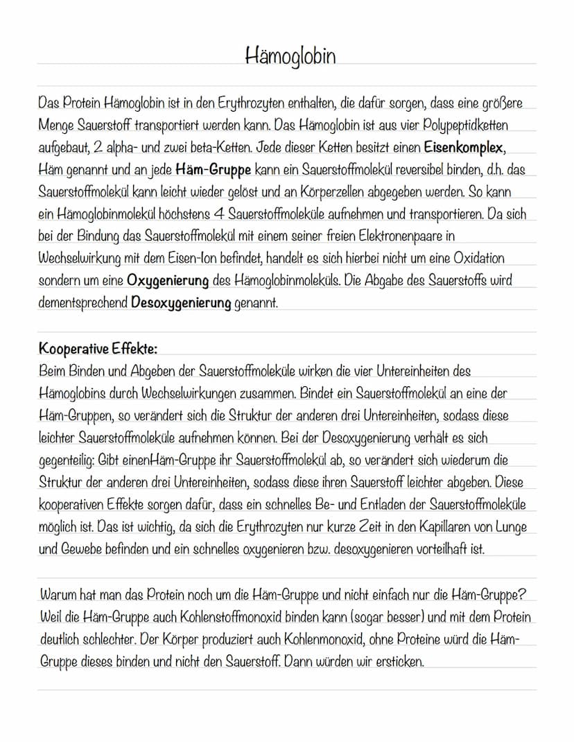  Hämoglobin
Das Protein Hämoglobin ist in den Erythrozyten enthalten, die dafür sorgen, dass eine größere
Menge Sauerstoff transportiert wer