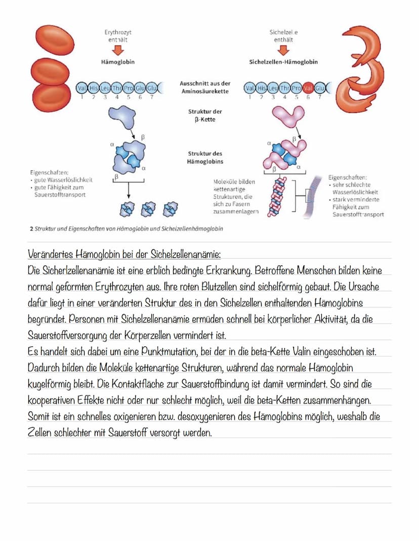  Hämoglobin
Das Protein Hämoglobin ist in den Erythrozyten enthalten, die dafür sorgen, dass eine größere
Menge Sauerstoff transportiert wer
