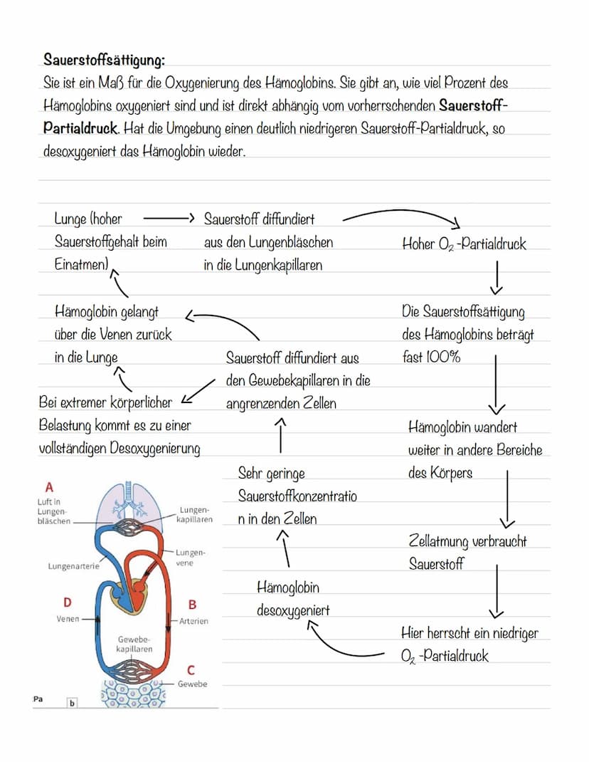  Hämoglobin
Das Protein Hämoglobin ist in den Erythrozyten enthalten, die dafür sorgen, dass eine größere
Menge Sauerstoff transportiert wer