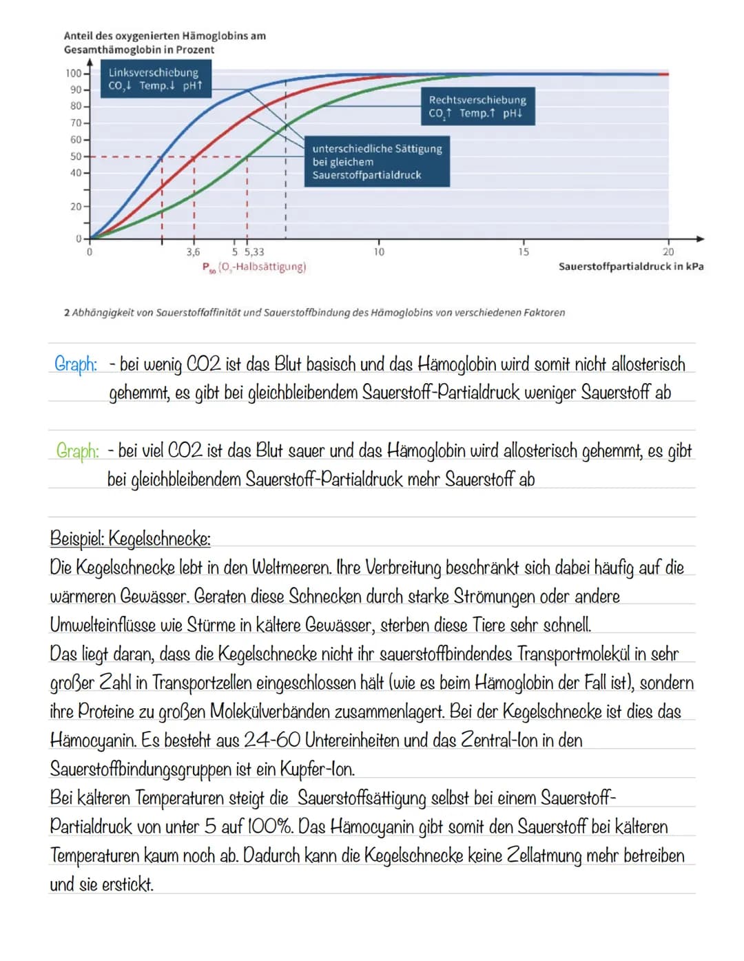  Hämoglobin
Das Protein Hämoglobin ist in den Erythrozyten enthalten, die dafür sorgen, dass eine größere
Menge Sauerstoff transportiert wer