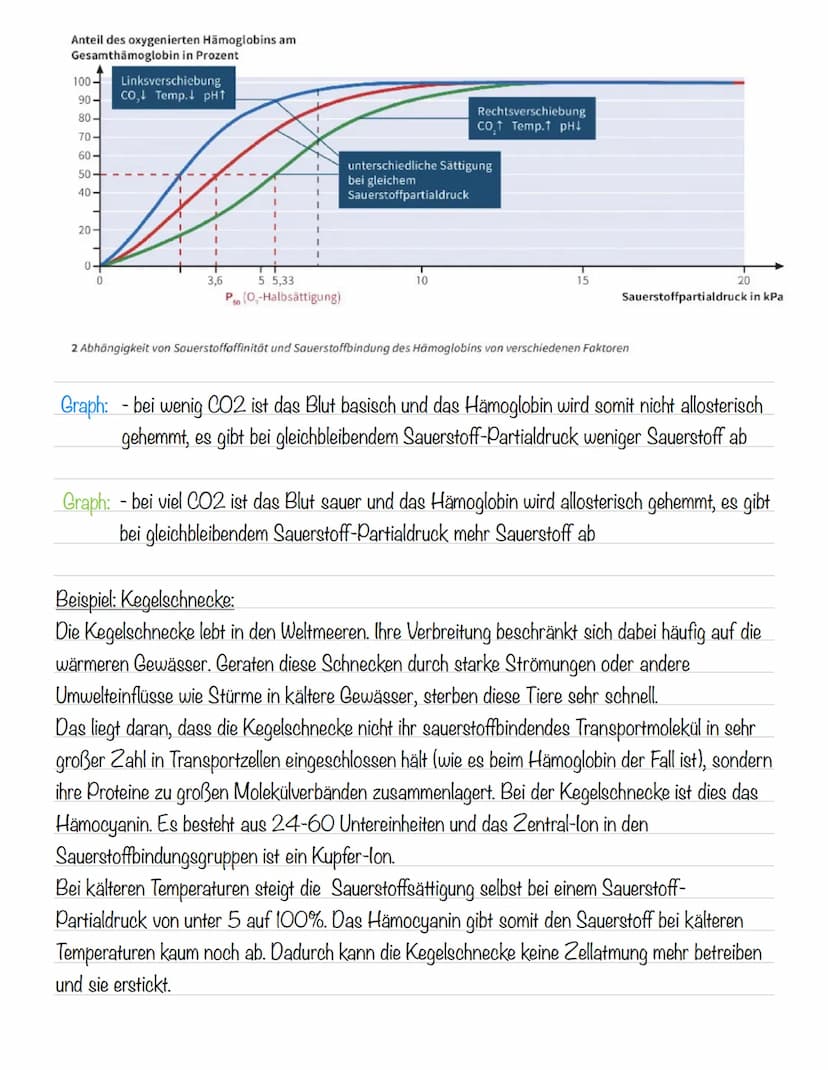  Hämoglobin
Das Protein Hämoglobin ist in den Erythrozyten enthalten, die dafür sorgen, dass eine größere
Menge Sauerstoff transportiert wer
