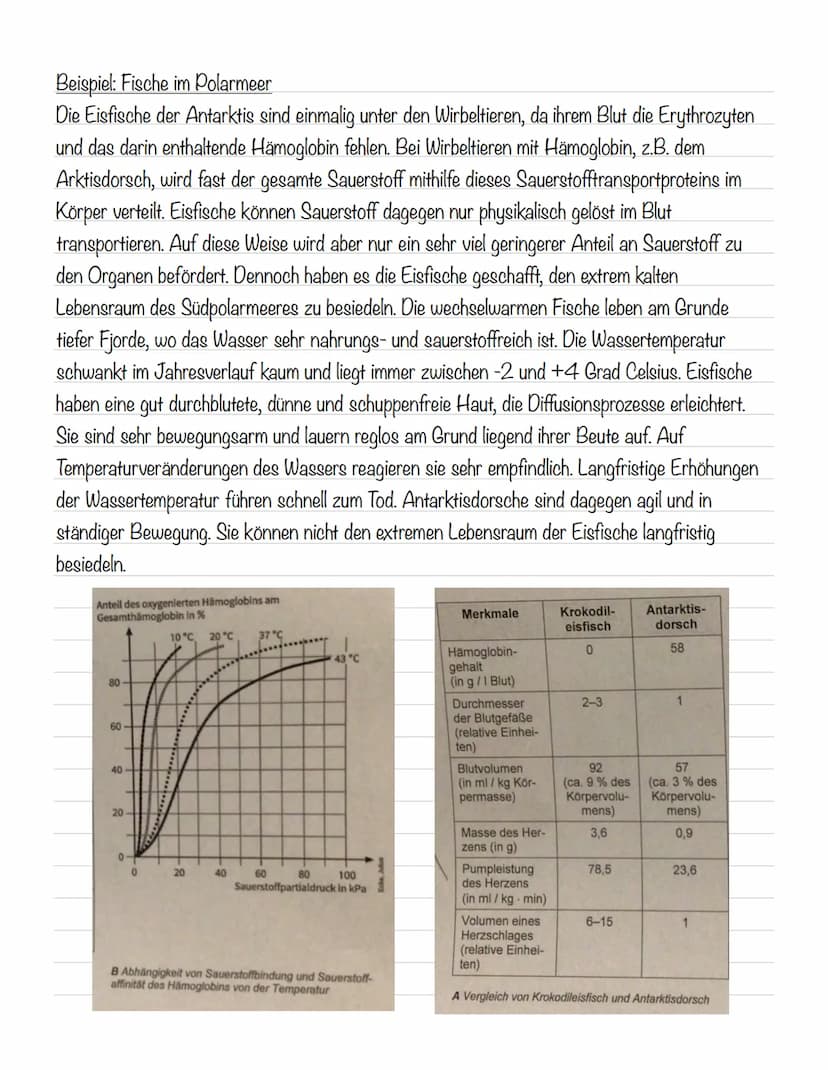  Hämoglobin
Das Protein Hämoglobin ist in den Erythrozyten enthalten, die dafür sorgen, dass eine größere
Menge Sauerstoff transportiert wer
