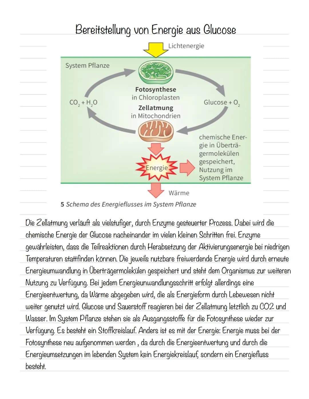 Hämoglobin
Das Protein Hämoglobin ist in den Erythrozyten enthalten, die dafür sorgen, dass eine größere
Menge Sauerstoff transportiert wer