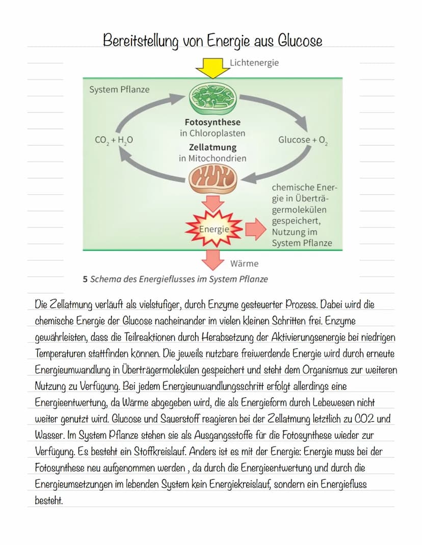  Hämoglobin
Das Protein Hämoglobin ist in den Erythrozyten enthalten, die dafür sorgen, dass eine größere
Menge Sauerstoff transportiert wer