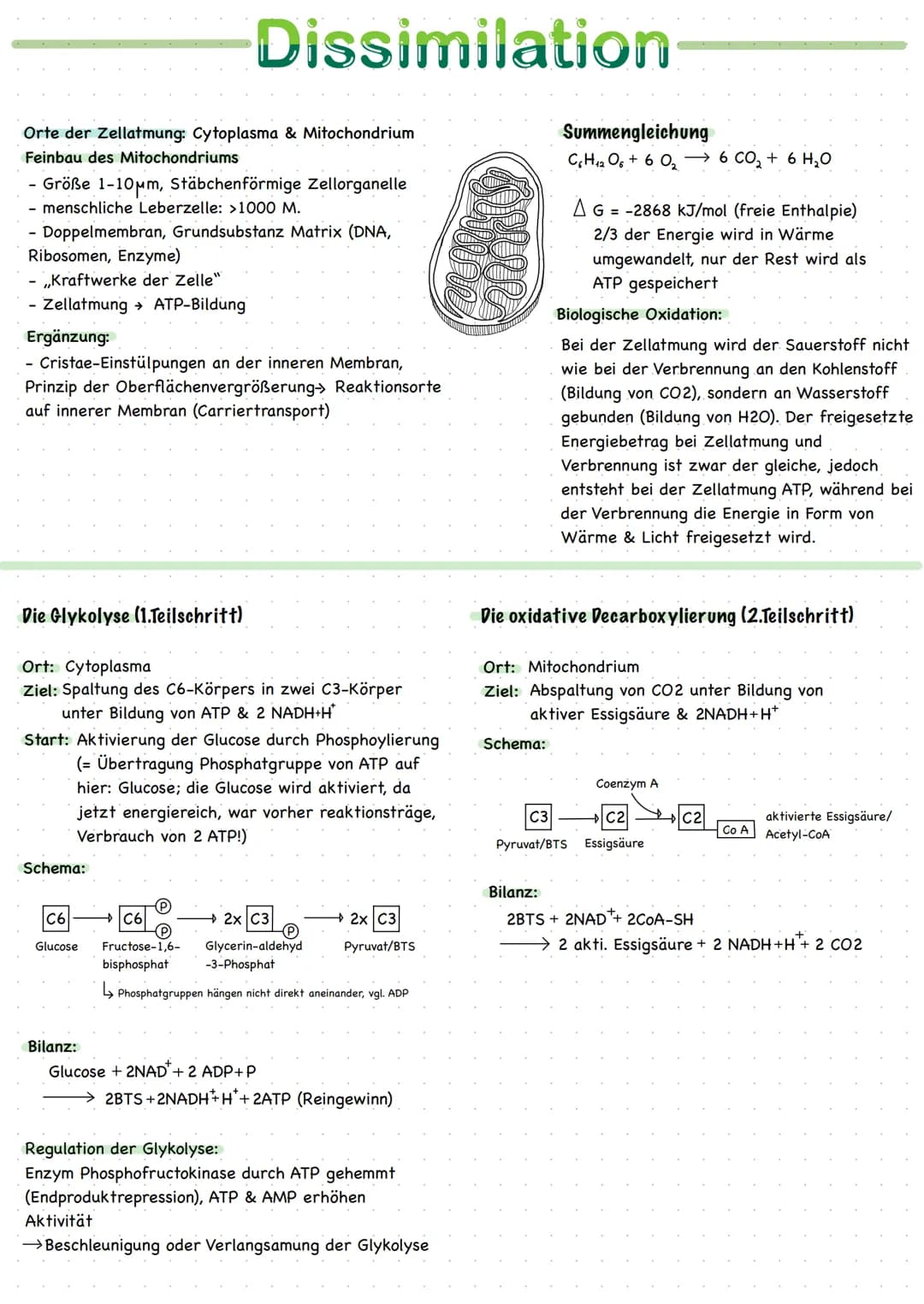 
<h2 id="ortederzellatmung">Orte der Zellatmung</h2>
<p>Zellatmung findet im Cytoplasma und im Mitochondrium statt. Das Mitochondrium ist ei