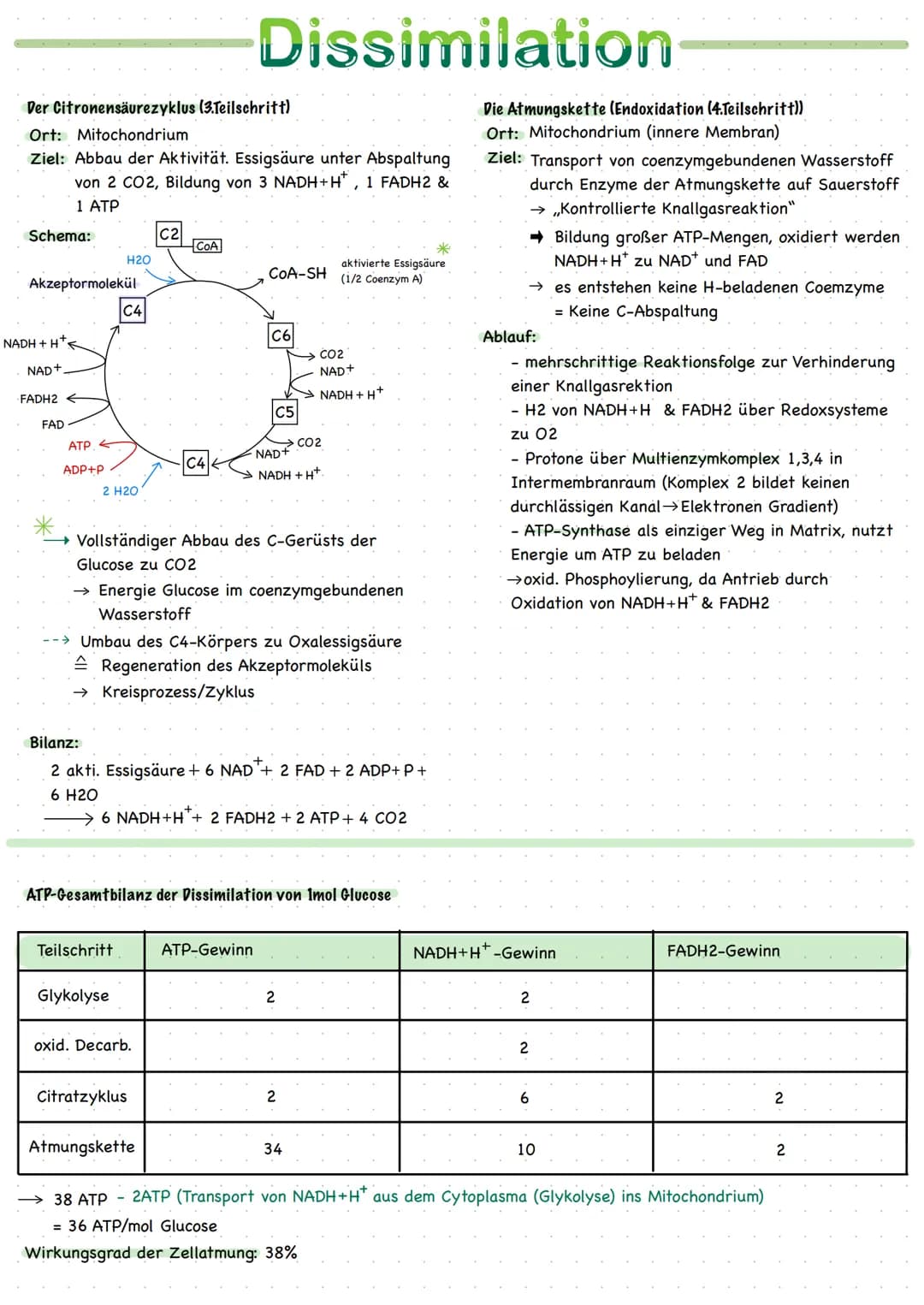 
<h2 id="ortederzellatmung">Orte der Zellatmung</h2>
<p>Zellatmung findet im Cytoplasma und im Mitochondrium statt. Das Mitochondrium ist ei