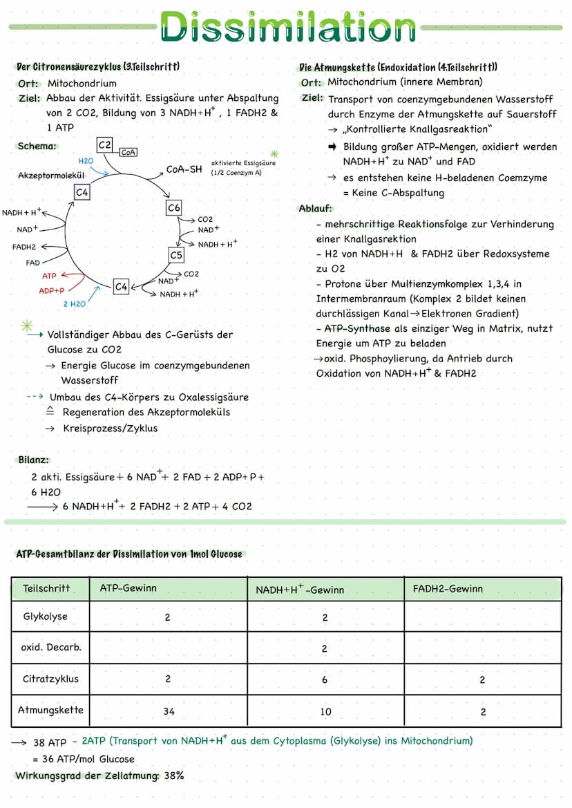 
<h2 id="ortederzellatmung">Orte der Zellatmung</h2>
<p>Zellatmung findet im Cytoplasma und im Mitochondrium statt. Das Mitochondrium ist ei