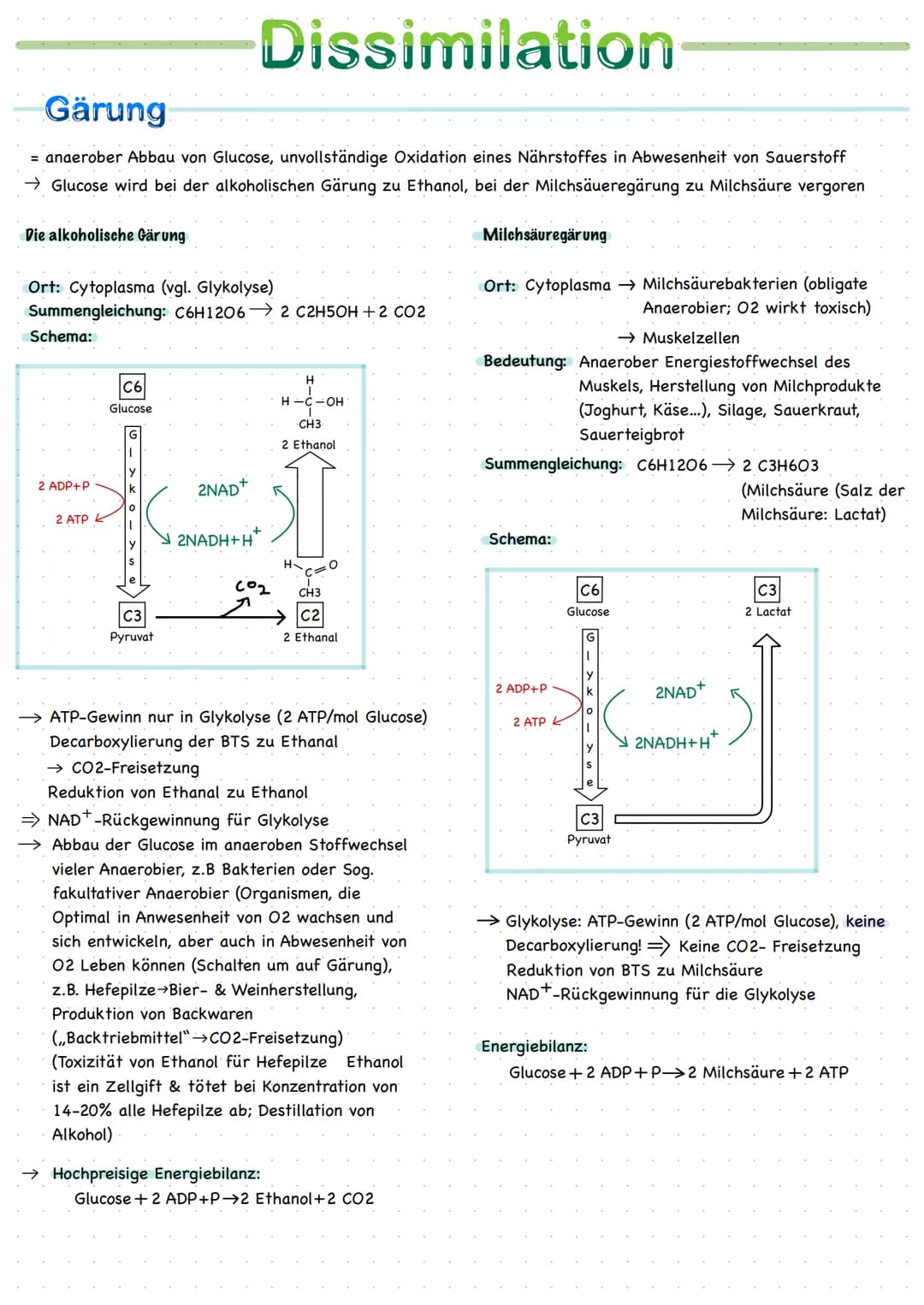 
<h2 id="ortederzellatmung">Orte der Zellatmung</h2>
<p>Zellatmung findet im Cytoplasma und im Mitochondrium statt. Das Mitochondrium ist ei