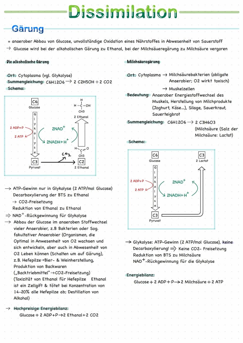 
<h2 id="ortederzellatmung">Orte der Zellatmung</h2>
<p>Zellatmung findet im Cytoplasma und im Mitochondrium statt. Das Mitochondrium ist ei