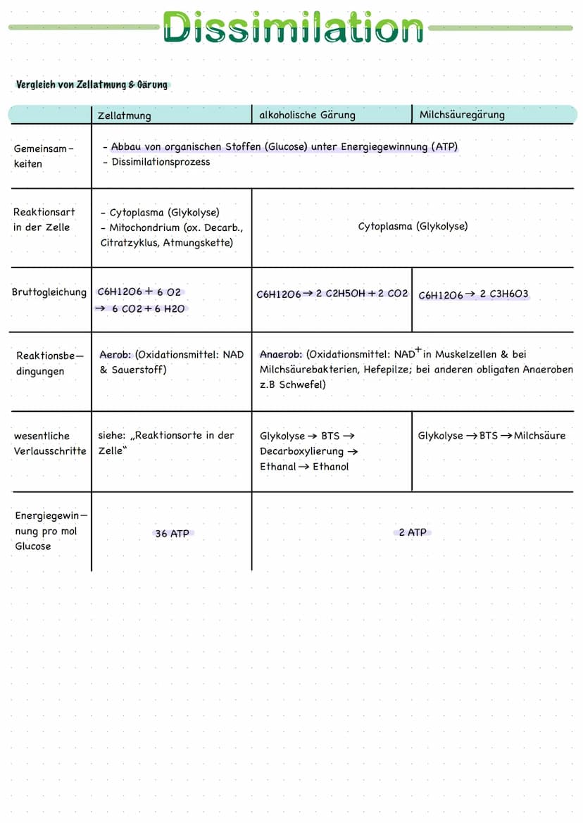 
<h2 id="ortederzellatmung">Orte der Zellatmung</h2>
<p>Zellatmung findet im Cytoplasma und im Mitochondrium statt. Das Mitochondrium ist ei