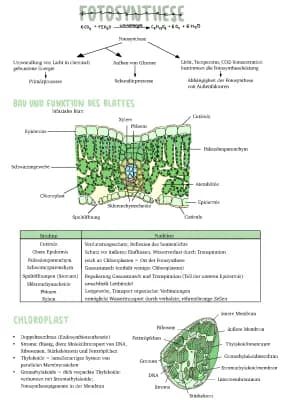 Know Fotosynthese Abitur 2023 Niedersachsen  thumbnail