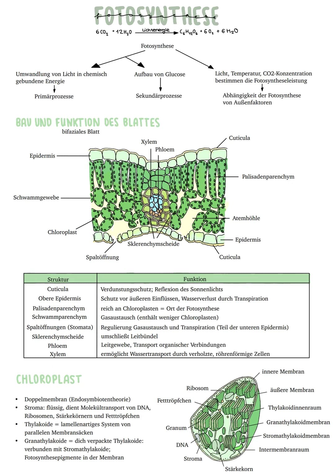 Umwandlung von Licht in chemisch
gebundene Energie
Primärprozesse
Schwammgewebe
●
Epidermis
●
●
BAV UND FUNKTION DES BLATTES
bifaziales Blat