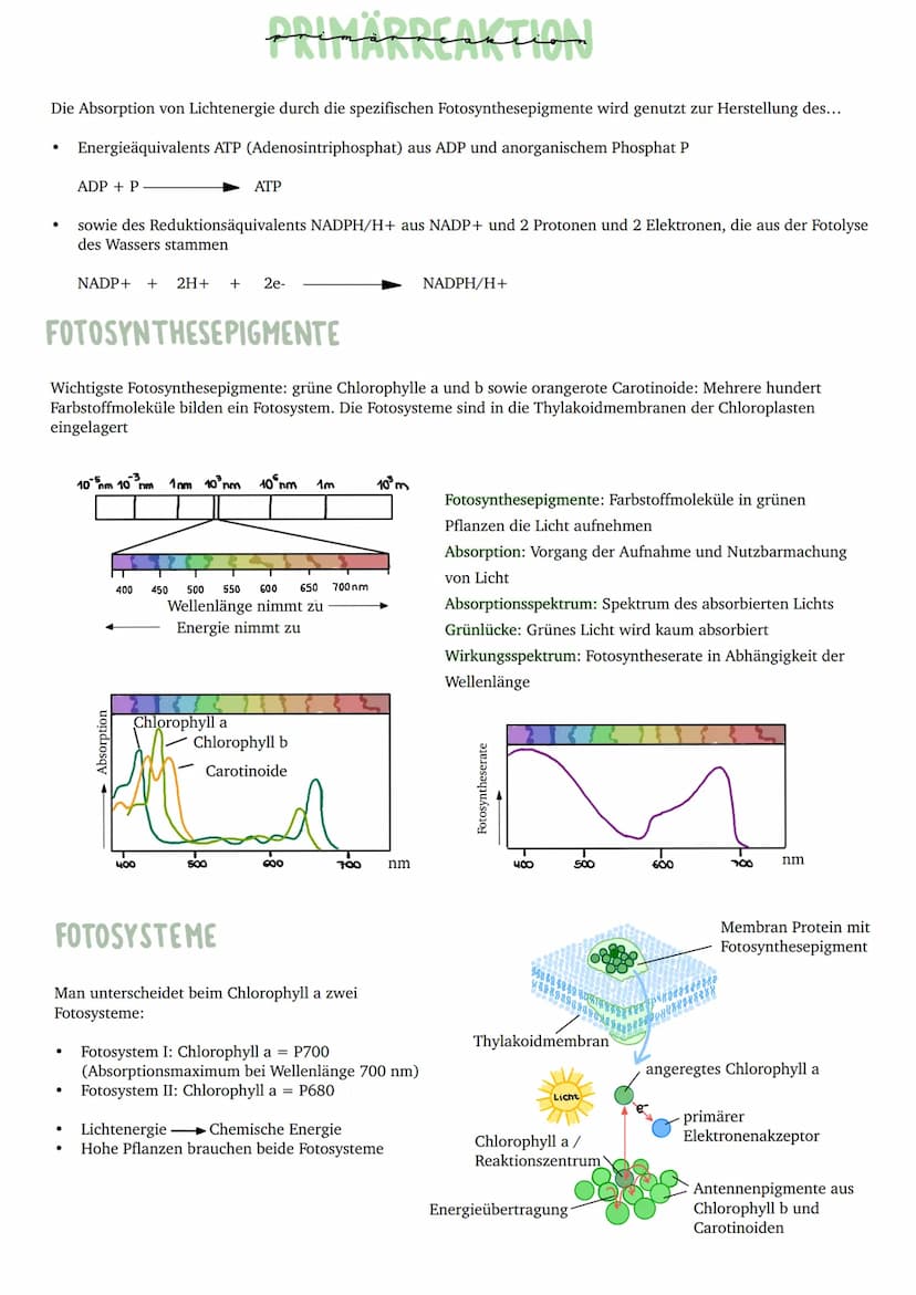 Umwandlung von Licht in chemisch
gebundene Energie
Primärprozesse
Schwammgewebe
●
Epidermis
●
●
BAV UND FUNKTION DES BLATTES
bifaziales Blat