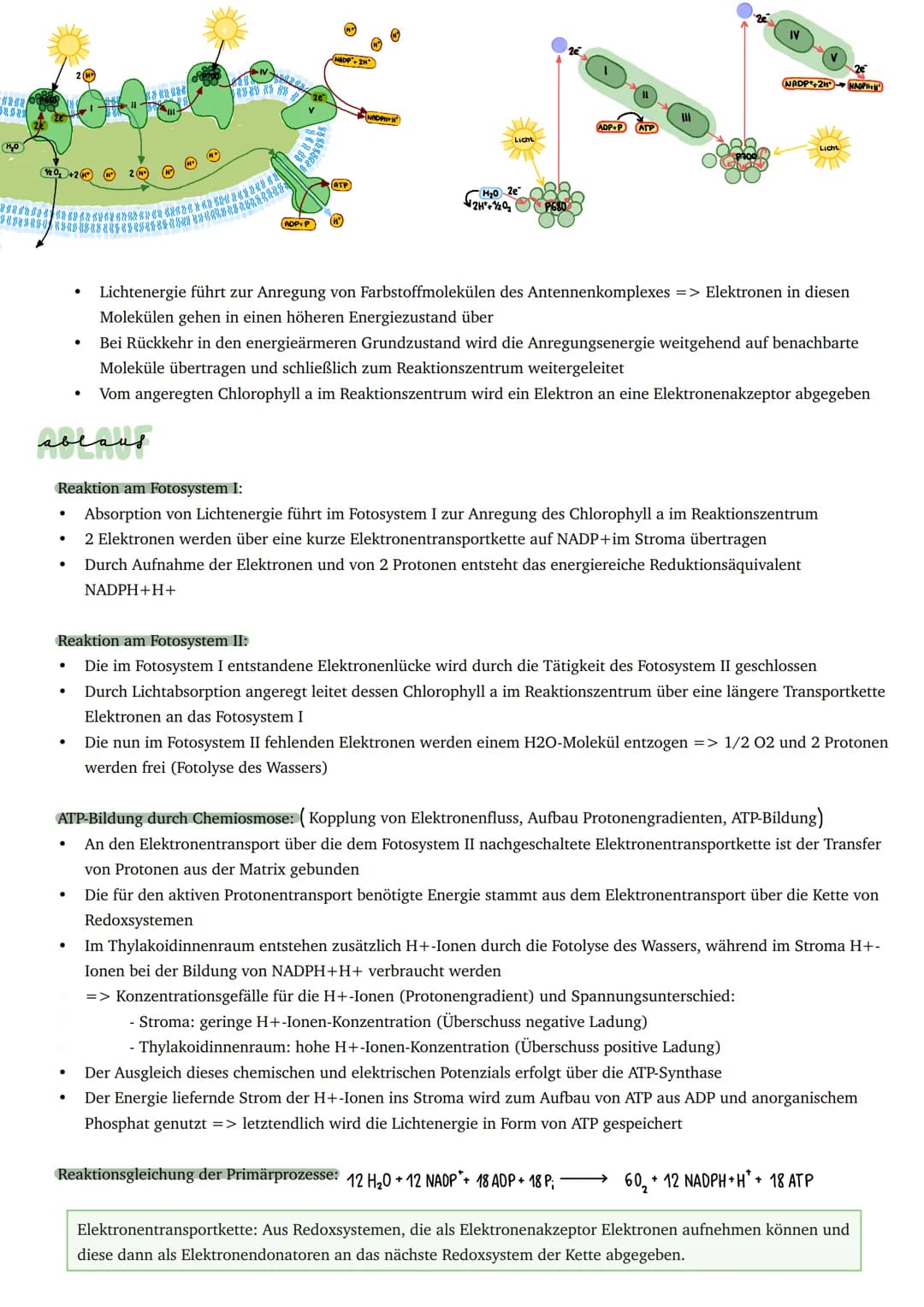 Umwandlung von Licht in chemisch
gebundene Energie
Primärprozesse
Schwammgewebe
●
Epidermis
●
●
BAV UND FUNKTION DES BLATTES
bifaziales Blat