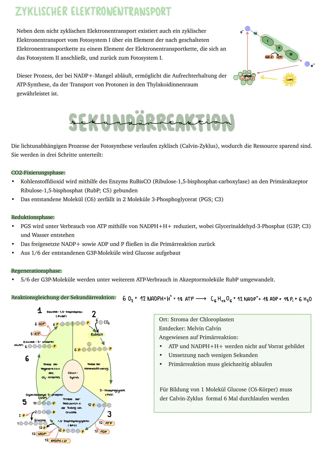 Umwandlung von Licht in chemisch
gebundene Energie
Primärprozesse
Schwammgewebe
●
Epidermis
●
●
BAV UND FUNKTION DES BLATTES
bifaziales Blat