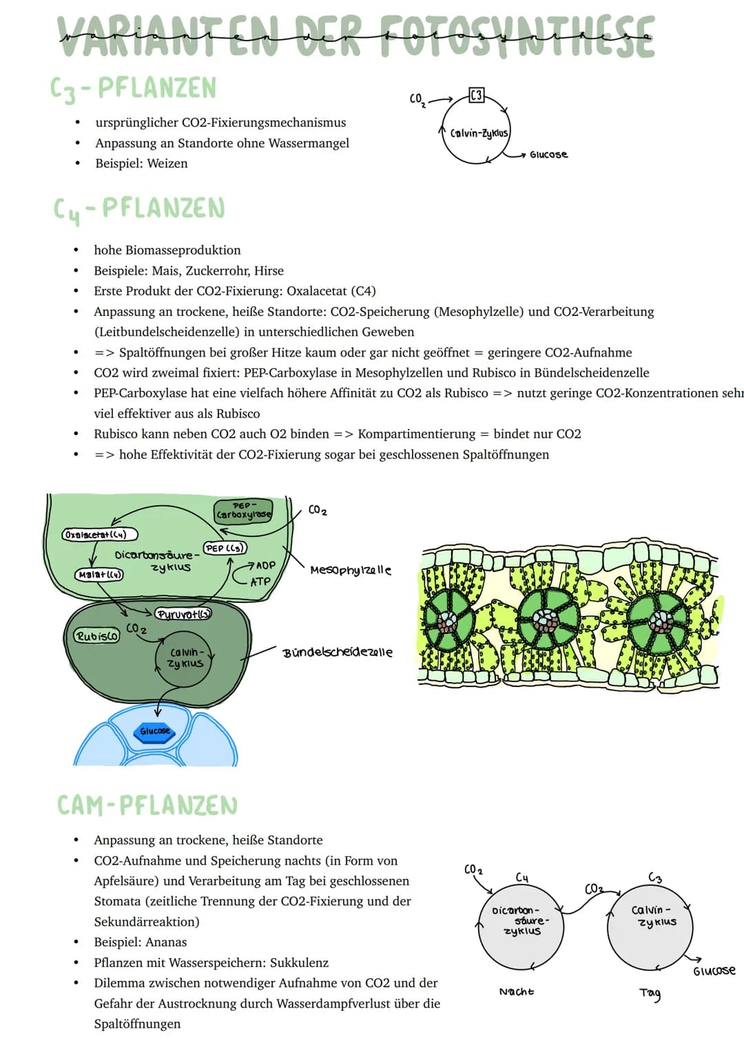 Umwandlung von Licht in chemisch
gebundene Energie
Primärprozesse
Schwammgewebe
●
Epidermis
●
●
BAV UND FUNKTION DES BLATTES
bifaziales Blat