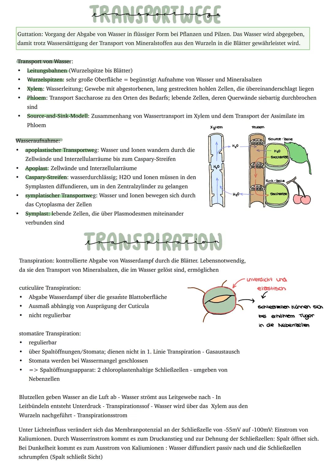 Umwandlung von Licht in chemisch
gebundene Energie
Primärprozesse
Schwammgewebe
●
Epidermis
●
●
BAV UND FUNKTION DES BLATTES
bifaziales Blat