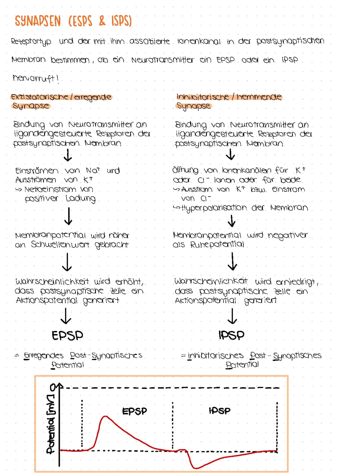 Erregende und hemmende Synapsen
