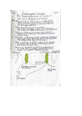 Know Proteinbiosynthese Eukaryoten  thumbnail