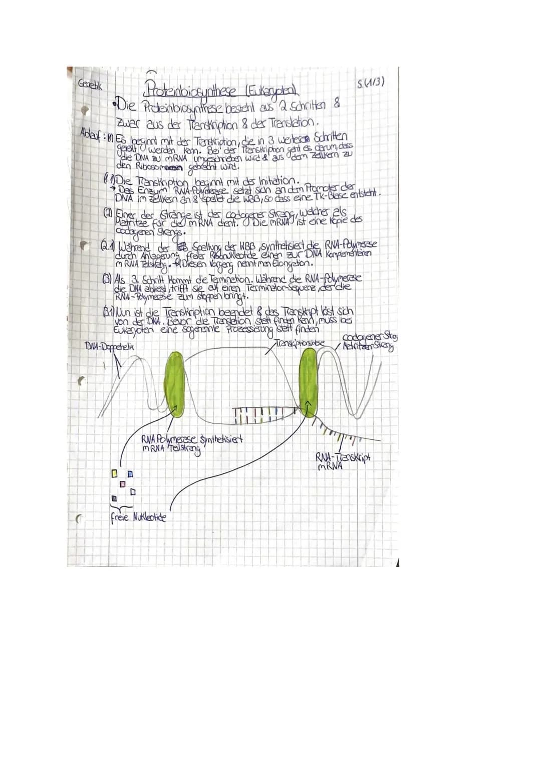 Proteinbiosynthese (Eukaryotea).
•Die Proteinbiosynthese besicht aus 2 Schritten 8
Zwar aus der Transkription & der Translation.
Ablauf: Es 