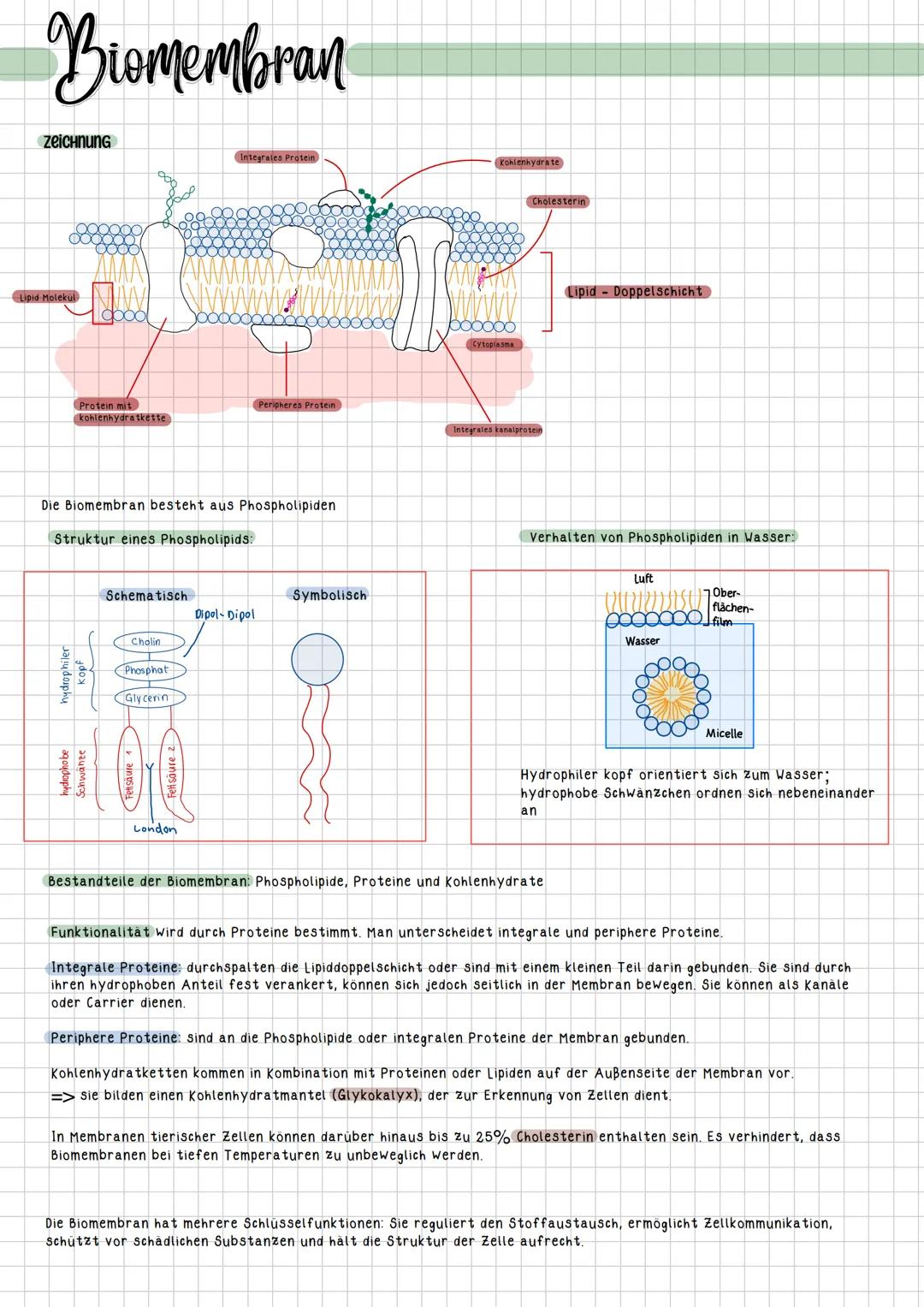 # Biomembran

zeichnung

Lipid Molekul

Integrales Protein

Kohlenkyarate

Cholesterin

Lipid-Doppelschicht

0000

Protein mit
kohlenhydratk