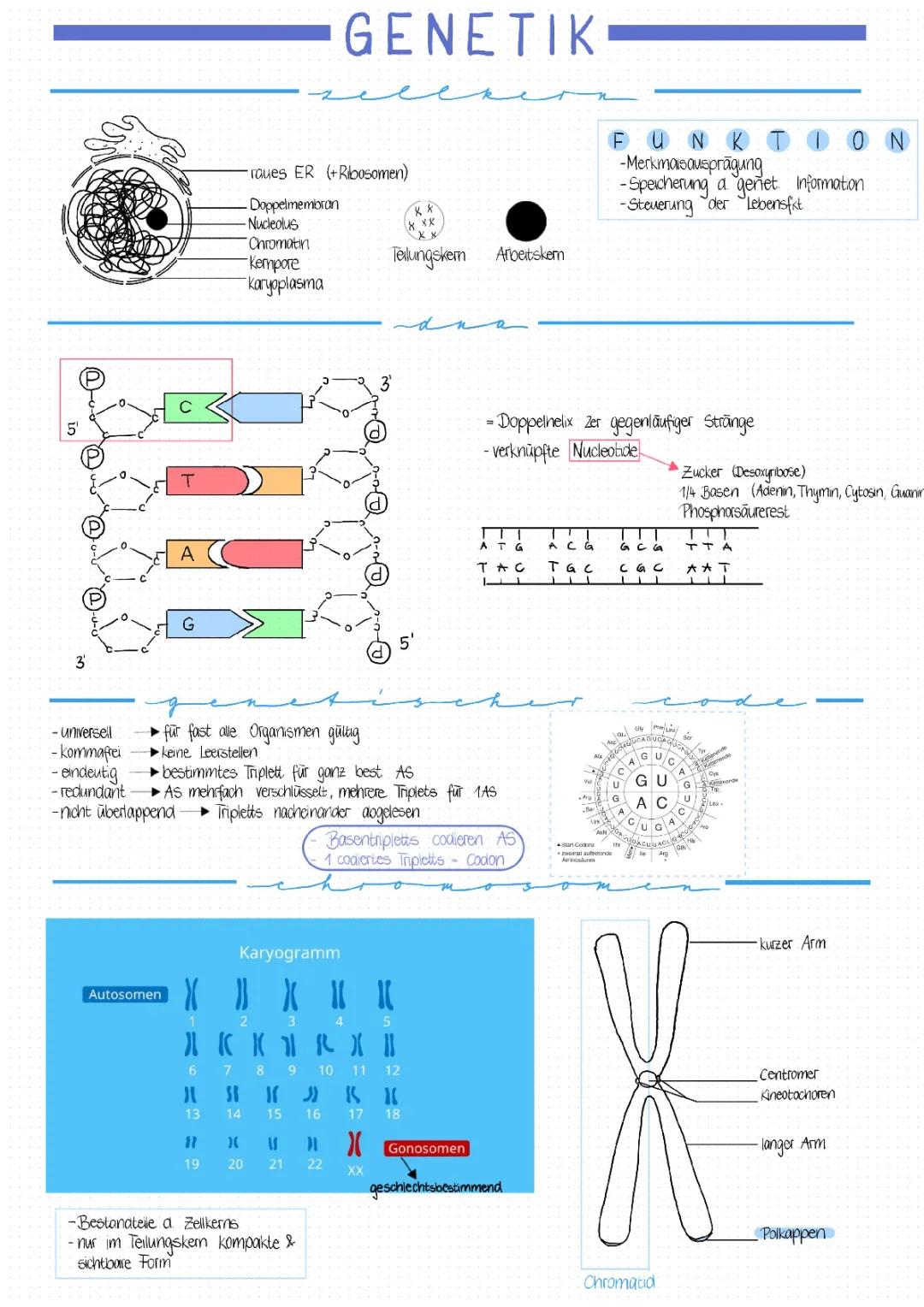 Biologie Genetik Aufgaben mit Lösungen PDF - Alles für deine Bio Klausur