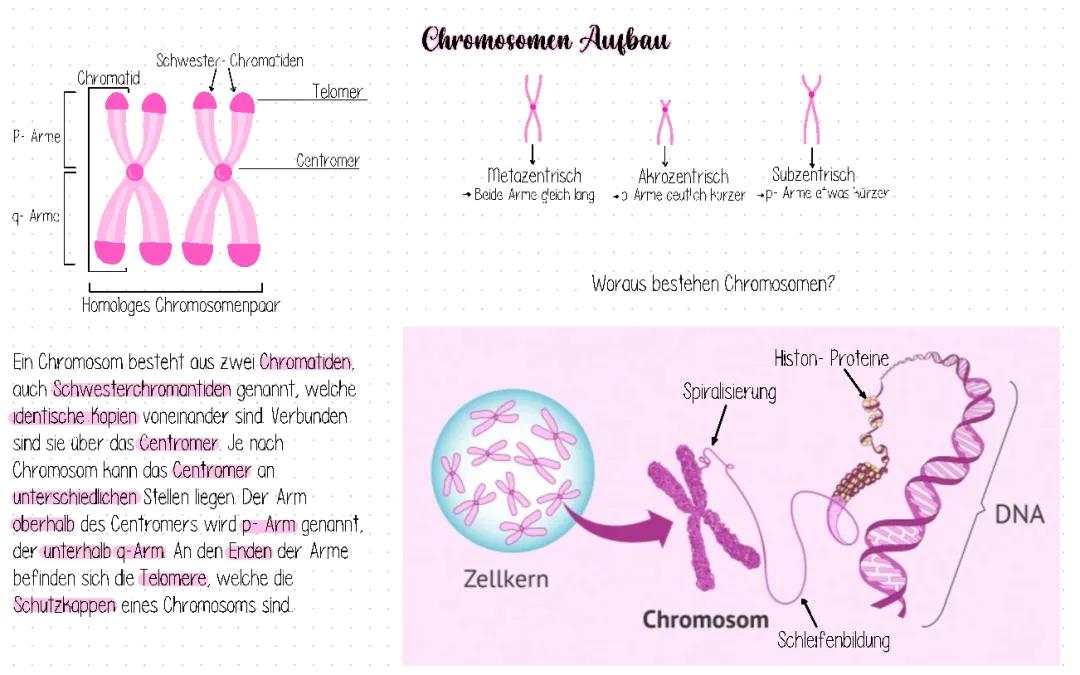 Chromosomen Aufbau 