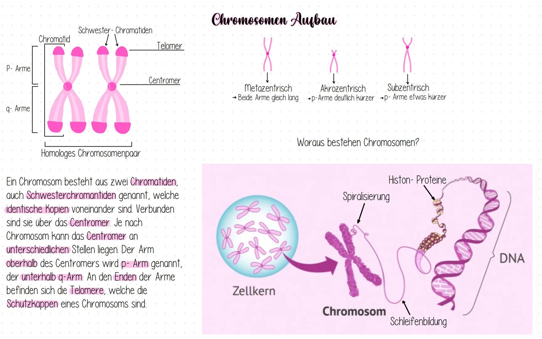 P- Arme
q- Arme
Chromatid
Schwester-Chromatiden
Homologes Chromosomenpaar
Telomer
Centromer
Ein Chromosom besteht aus zwei Chromatiden,
auch