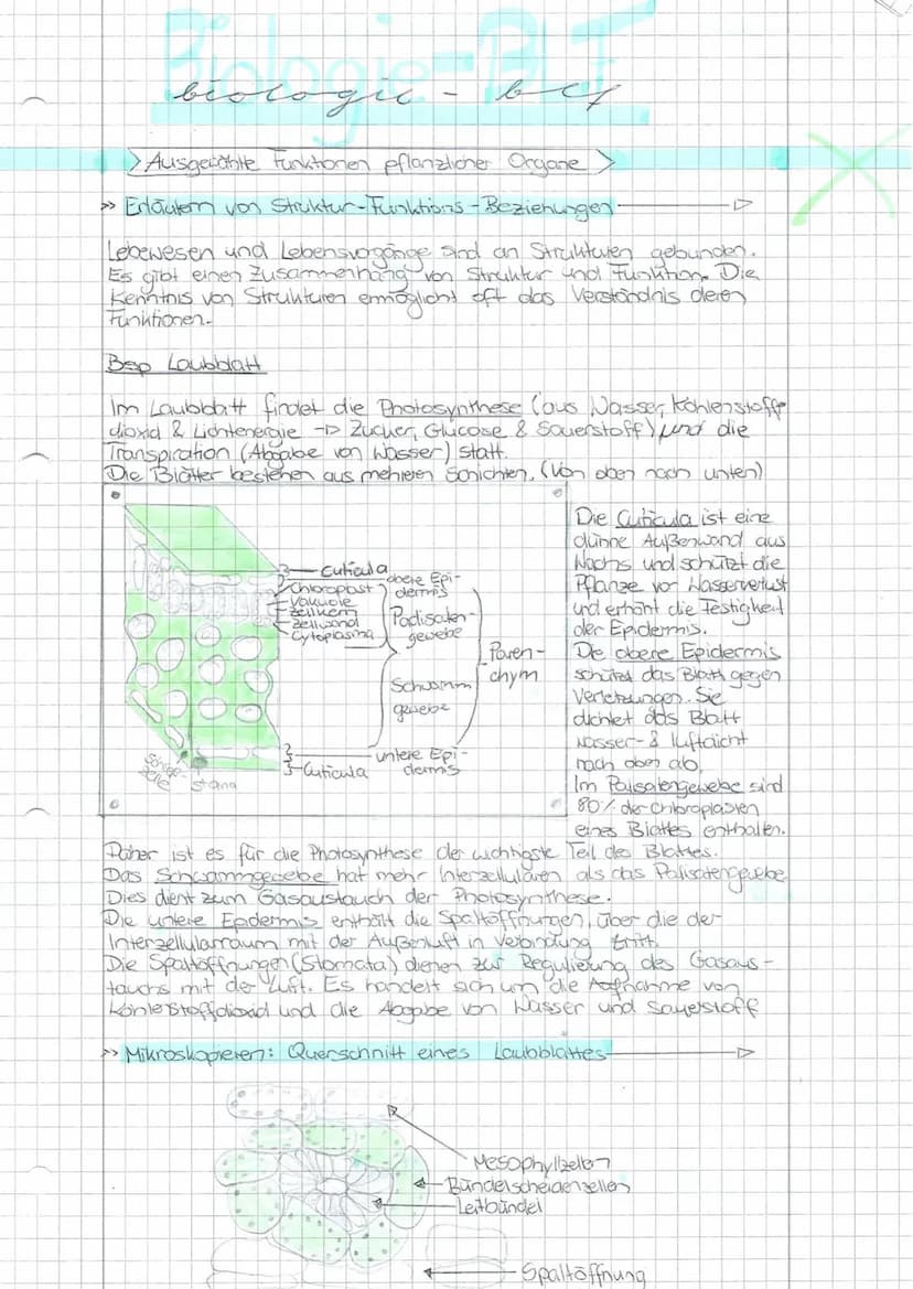 Schwerpunkte für die BLF - Biologie 20
Die Aufgaben beziehen sich auf die im Thüringer Lehrplan für den Erwerb der Allgemeinen Hochschulreif