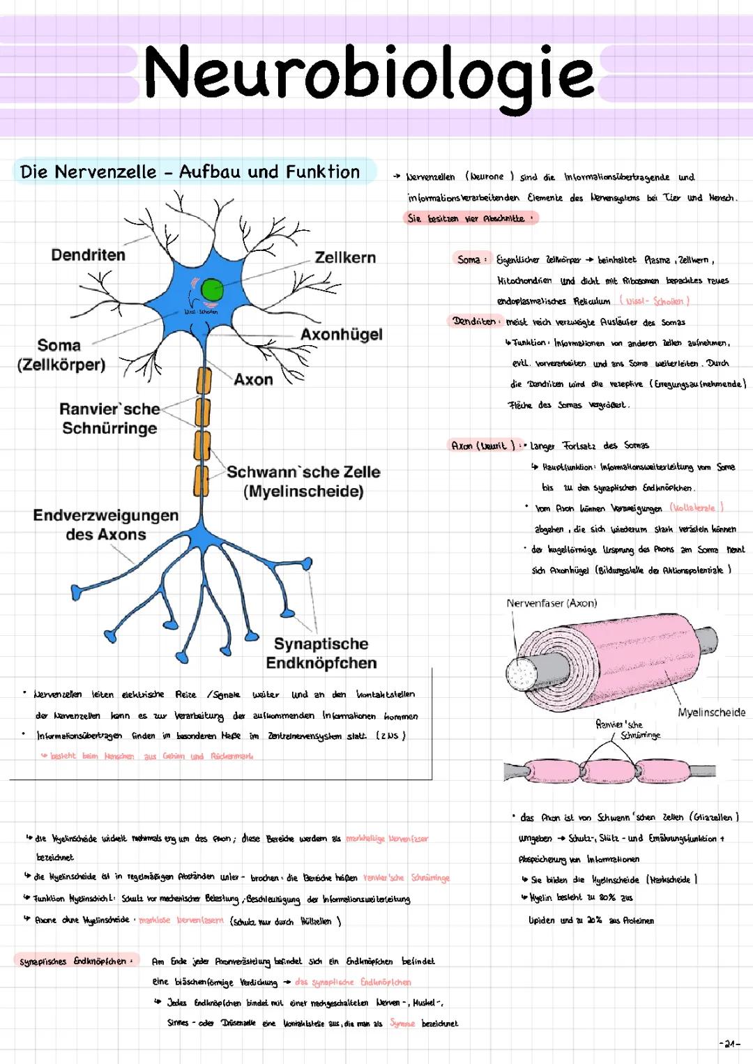 Neurobiologie für das Abitur NRW: Zusammenfassung und Methoden