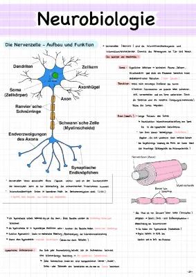 Know Neurobiologie Abi 21 thumbnail